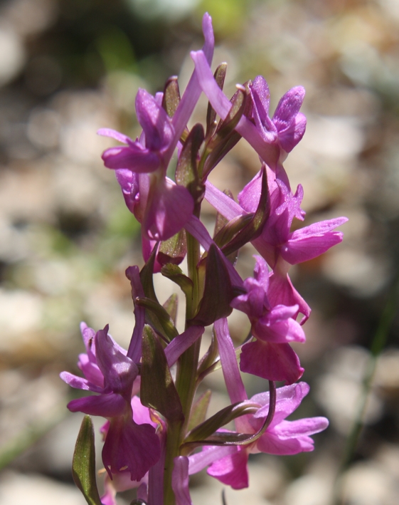 Orchis morio  x O. papilionacea (Orchis x gennarii) ...e...